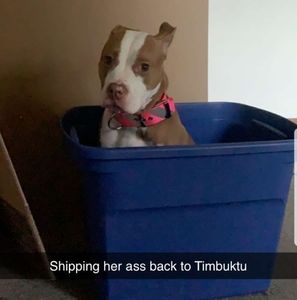 Meet your Posher, Deandre